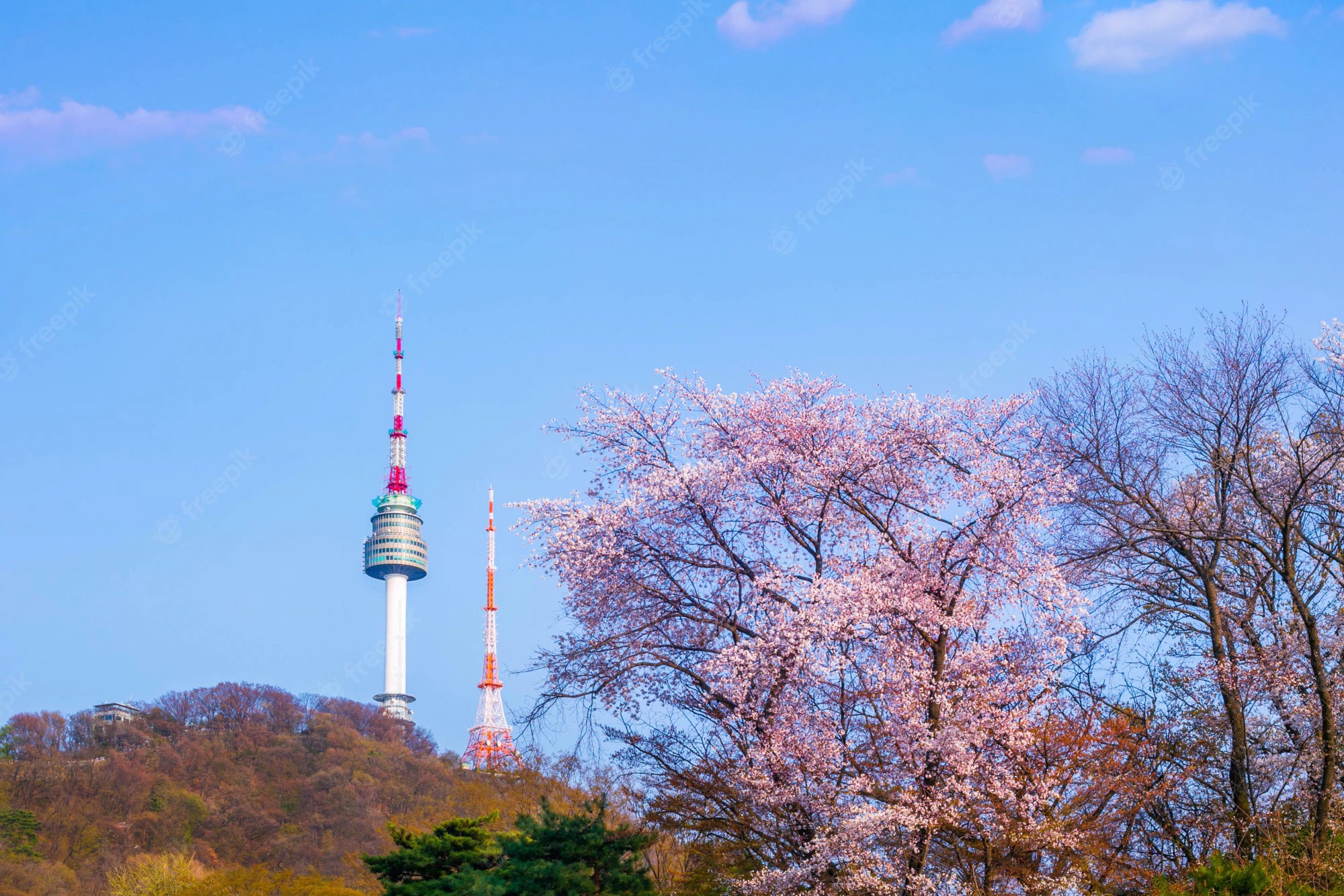 جبل نامسان تفتح أزهار الكرز في كوريا الجنوبية 2023