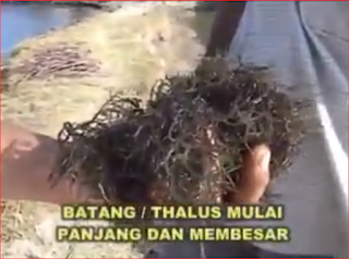 cara meningkatkan panen rumput aut