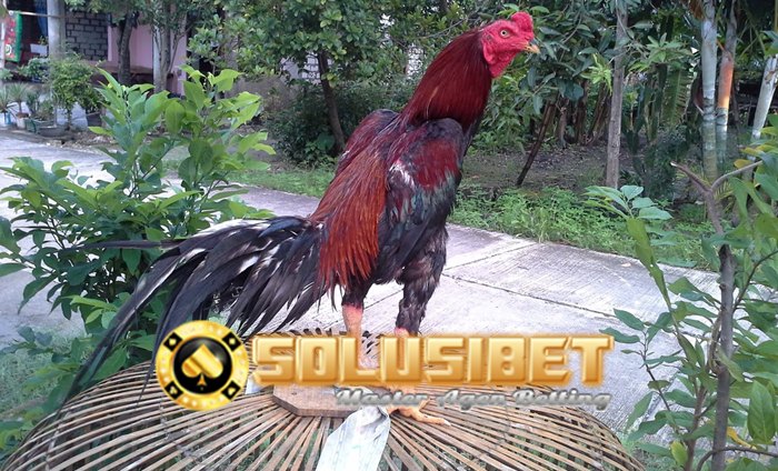 https://www.solusibet.com/panduan-sportsbook-sbobet.htm