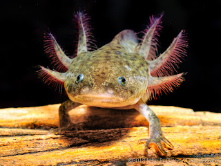 Axolotl