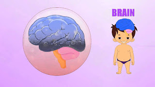   ส่วนประกอบของสมอง, โครงสร้างของสมอง, หน้าที่ของสมองส่วนหน้า, สมองมนุษย์, สมองส่วนกลาง, การทำงานของสมอง, สมองส่วนกลางทําหน้าที่อย่างไร, รูปสมองมนุษย์, รูปภาพ ส่วนประกอบ ของ สมอง