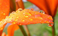 <br />wet flowers