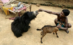 Sloth bear pet in India, feeds Buddu