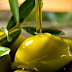 Oleocanthanal From Olive Oil Found To Kill Cancer Cells In An Hour