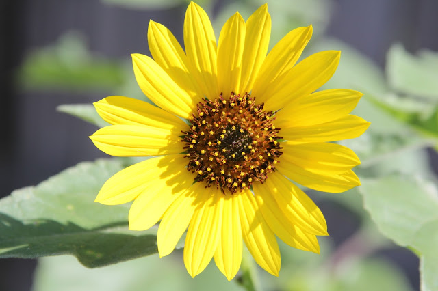 Sunflower Blossom