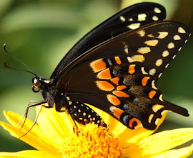 Black Swallowtail