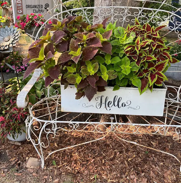 Photo of coleus planted in a metal planter on an iron peacock settee.