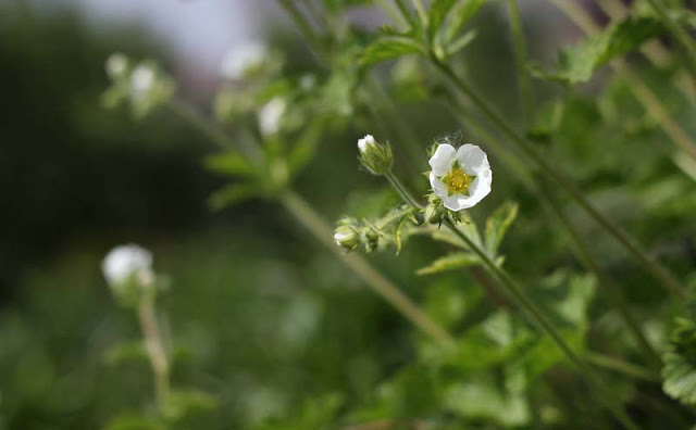 Potentilla Rupestris