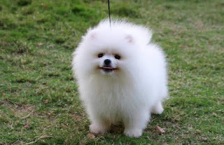 Phối giống pomeranian thuần chủng giá rẻ