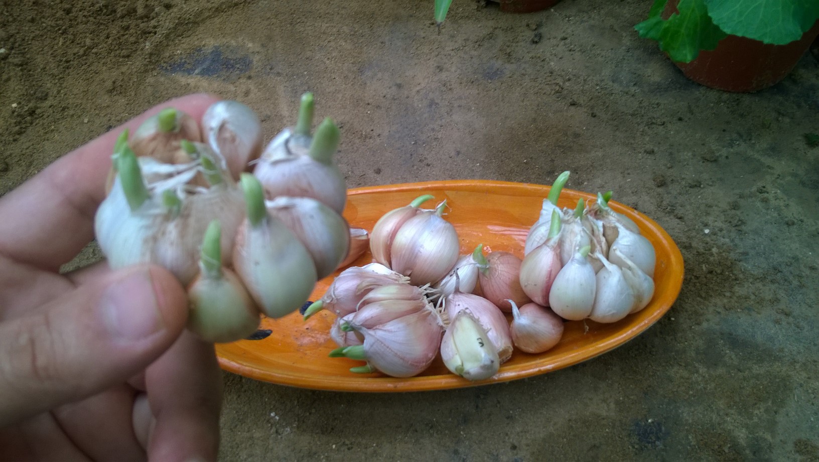 Planting garlic cloves is relatively simple.