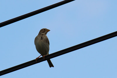 Koarnmosk - Grauwe Gors - Emberiza calandra