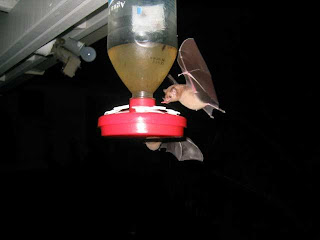 fruit bats, Utila, Honduras