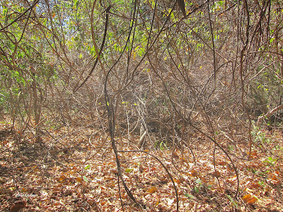 leaf litter, tropical dry forest