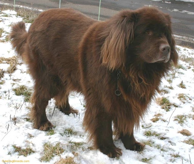 The Famous of Newfoundland Dog