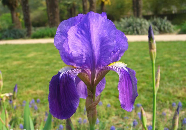 Iris Flowers Pictures