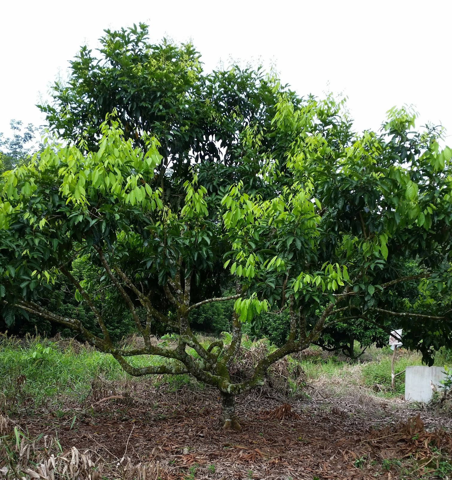  Gambar  Warisan Petani Kebun  Buah  Buahan 2 Pokok Rambutan 