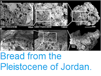 https://sciencythoughts.blogspot.com/2018/08/bread-from-pleistocene-of-jordan.html