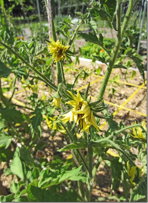 Pineapple_flowers