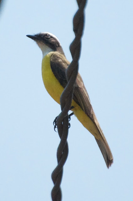 Social Flycatcher (Myiozetetes similis)