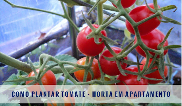 plantar tomate em horta de apartamento