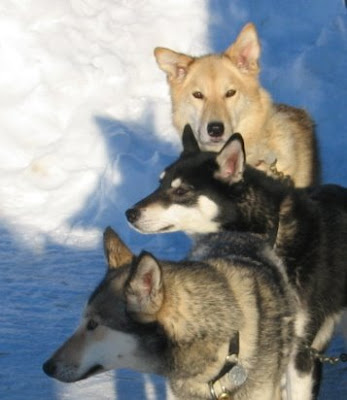 dog pictures sexy alaskan husky in ice three 3 alaskan dogs standing picture free download picture gallery of dogs breed alaskan wallpapers