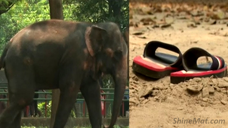 Teenager Boy killed by elephant attack at Mirpur Zoo