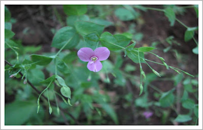 Canscora diffusa