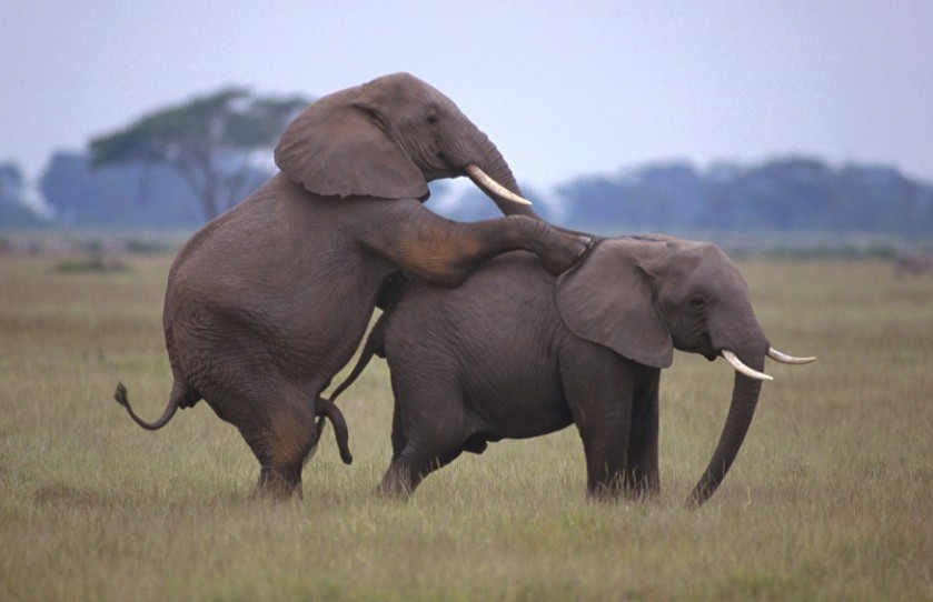 kumpulan foto gajah kawin}