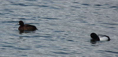 scaup