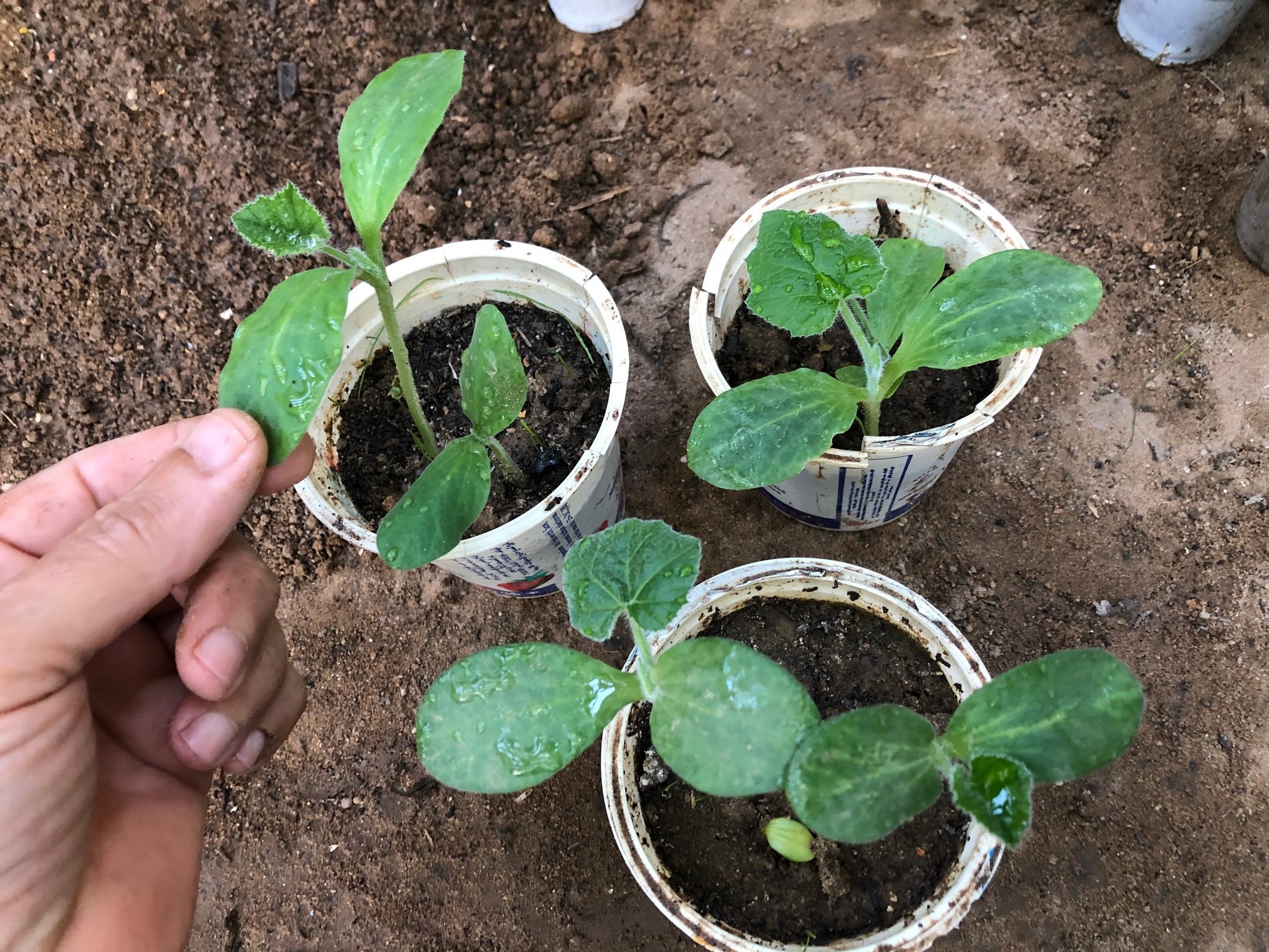 Explore the realm of zucchini gardening with our expert guidance on thinning seedlings. Unveil the strategies for fostering robust growth and optimizing your yield.