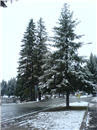 trees