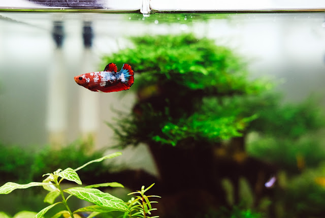 pretty fish in a tank