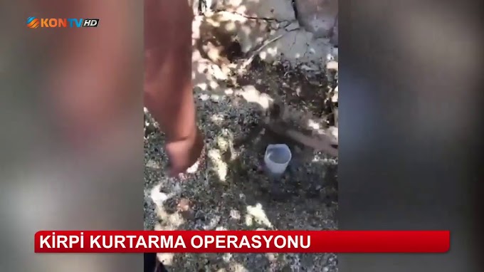 Bozkır'da kirpi kurtarma operasyonu