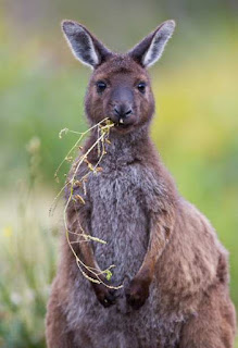 Kangaroo eating grass fart windy farting methane gas