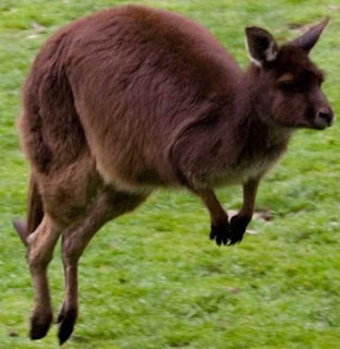 Canguro corriendo