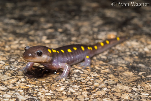 Young Spotted Salamander Ohio