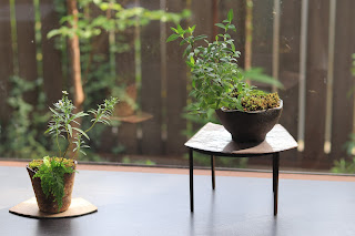 扇形の陶板にのった小さな鉢盆栽と、スチールの台にのった樹木盆栽