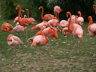 Phoenicopterus ruber - Flamant des Caraïbes - Flamant de Cuba 