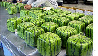 Square Watermelons