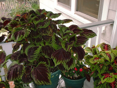 Kong Coleus care and culture