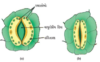 જૈવિક ક્રિયાઓ