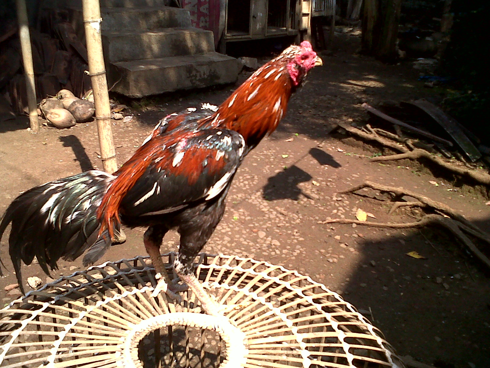  Koleksi Ayam Bangkok Siap Tarung Lainnya