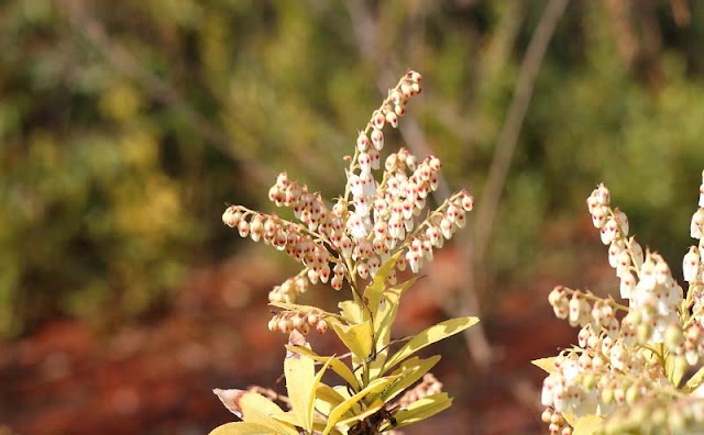 Pieris Japonica Flowers