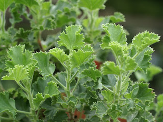 Pelargonium citriodorum - Pelargonium citron