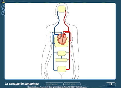 http://primerodecarlos.com/CUARTO_PRIMARIA/Diciembre/unidad5/actividades/naturales/circulacion_sanguinea.swf