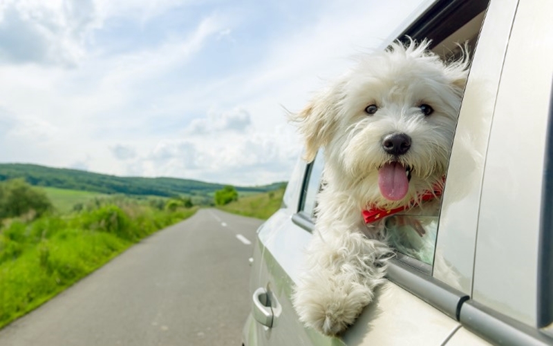 Evcil dostlarınızla keyifli tatil mümkün mü?