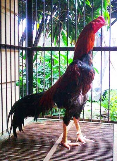 3 Tips Memilih Indukan Ayam  Bangkok Super yang Berkualitas