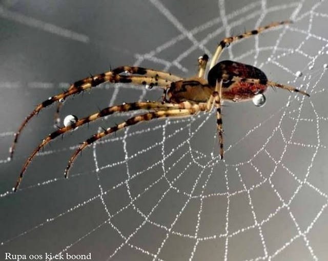 मकड़ी के बारे में 34 रोचक जानकारी || 34 Interesting facts about spider ||