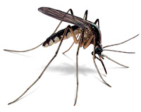 Ketika pergantian trend dan trend penghujan biasanya akan berbagai nyamuk memasuki ru Cara Membuat Penangkal & Pengusir Nyamuk Alami