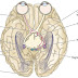 The Visual System Pathways to the Brain